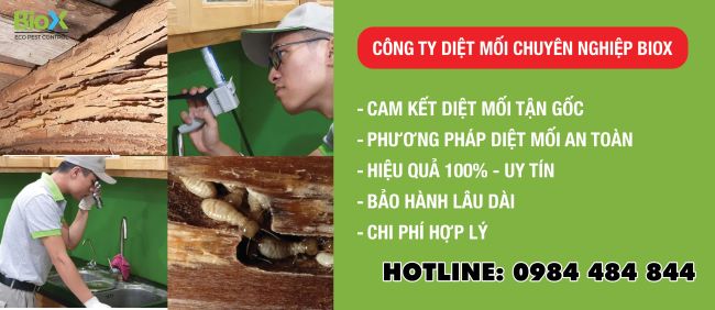 Các dịch vụ kiểm soát côn trùng do BioX cung cấp đã và đang tiếp tục đạt được chứng nhận Tiêu chuẩn Chất lượng ISO 9001 - 2015 của QMS Australia | Nguồn: BioX 