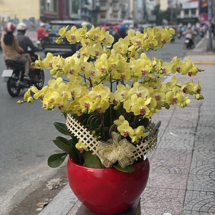 Lan Hồ Điệp ORCHIDS WORLD- shop hoa lan hồ điệp HCM | Nguồn: internet