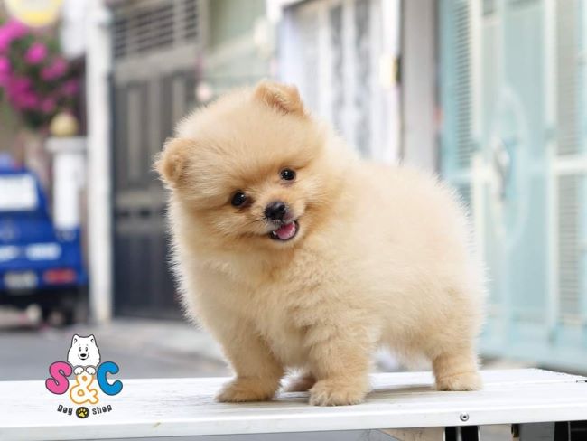 SC Dog Shop là một trong những trại chó poodle tại Thành phố Hồ Chí Minh nổi tiếng | Nguồn: SC Dog Shop