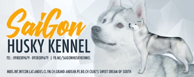 Saigon Husky Kennel chuyên kinh doanh, mua bán các chú cún Husky hay chó cảnh | Nguồn: Saigon Husky Kennel