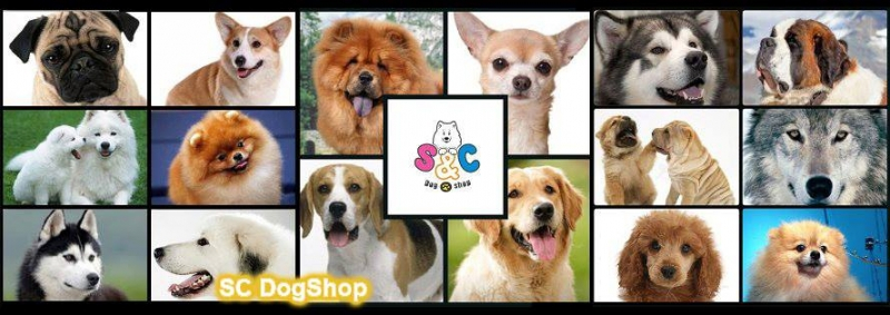 Cửa hàng thú cưng TPHCM - SC Dog Shop | Nguồn: SC Dog Shop