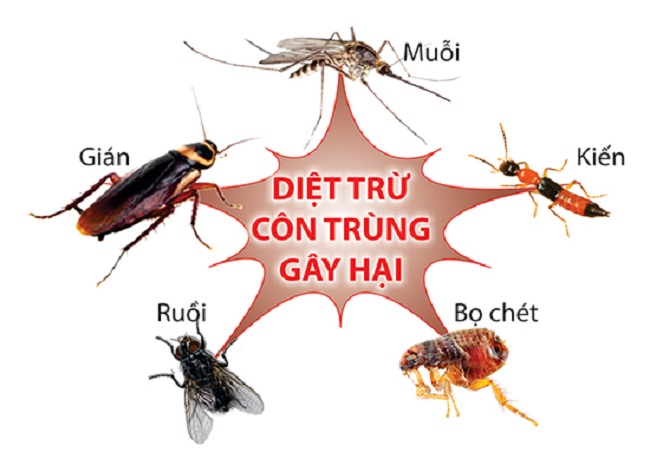 dịch vụ diệt côn trùng Bình Dương