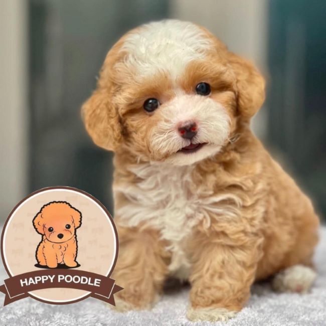 Tất cả các loại chó Poodle thuần chủng, từ Teacup Poodles đến Toy Poodles đều có tại trại chó poodle Happy Poodle Shop | Nguồn: Happy Poodle Shop