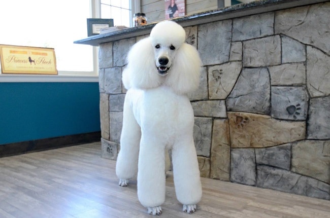 I Shop cung cấp nhiều loại chó cảnh khác nhau như Bulldog, Poodle, Samoyed, Phốc sóc và Alaska | Nguồn: I Shop