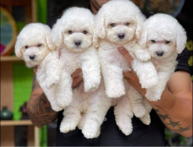 Poodle Family Sài Gòn hoạt động với phương châm 