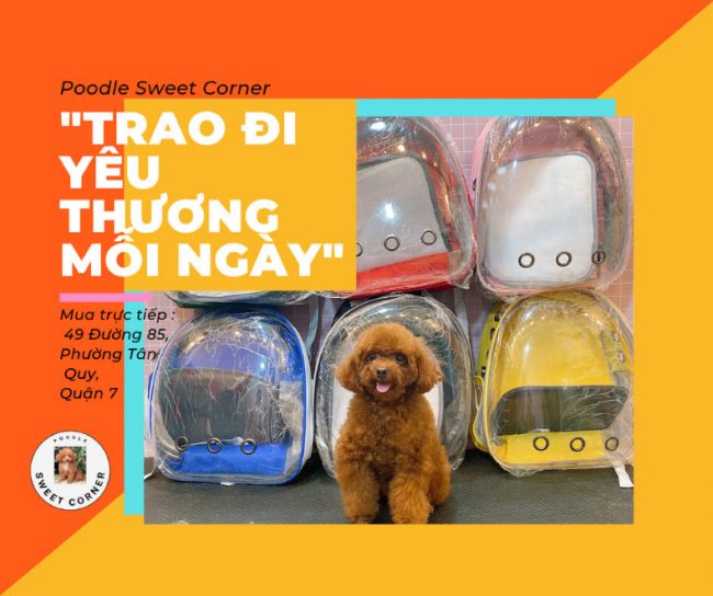 Poodle của Poodle Sweet Corner Saigon có độ tuổi từ 2,5 đến 4 tháng tuổi | Nguồn: Poodle Sweet Corner