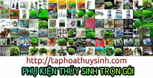 Taphoathuysinh.com là cửa hàng thủy sinh trực tuyến đáng tin cậy | Nguồn: Taphoathuysinh.com