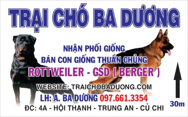 Trại chó Ba Dương là nơi cung cấp nhiều giống chó khác nhau như Berger, Rottweiler, Takken, Bull Mastiff, Pitbull, ... | Nguồn: Trại chó Ba Dương