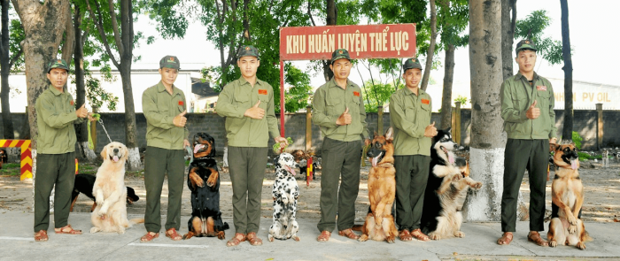 trung tâm huấn luyện chó tphcm - Quân Khuyển