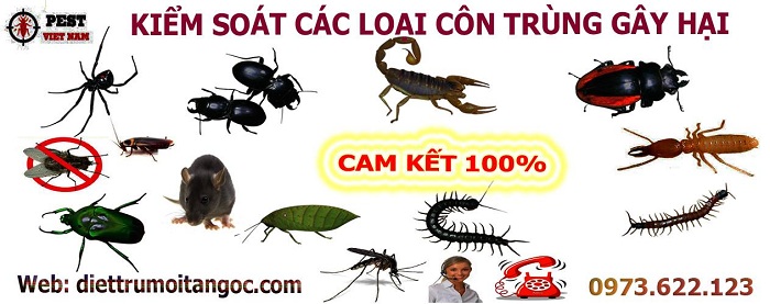 Công Ty diệt mối Kiểm Soát Côn Trùng Việt Nam